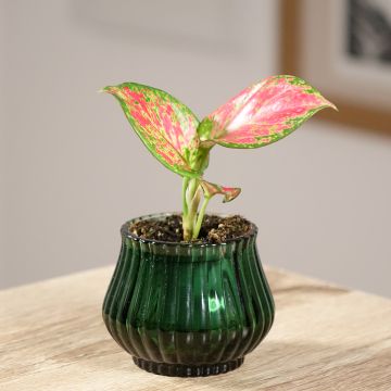 Aglaonema commutatum Red Valentine - Chinese evergreen