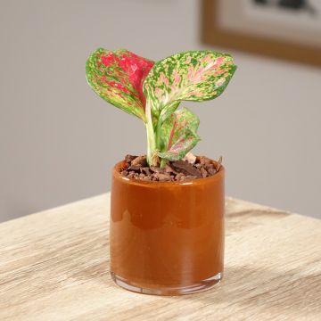 Aglaonema Red Zircon - Chinese evergreen Aglaonema Red Zircon - Chinese evergreen