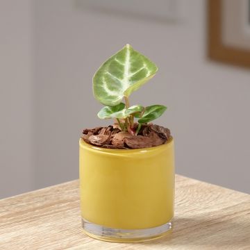 Anthurium crystallinum Crystal Hope - Flamingo Flower Anthurium crystallinum Crystal Hope - Flamingo Flower