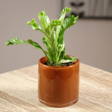 Asplenium antiquum 'Leslie' - Fougère nid d'oiseau Leslie, fougère antique Leslie
