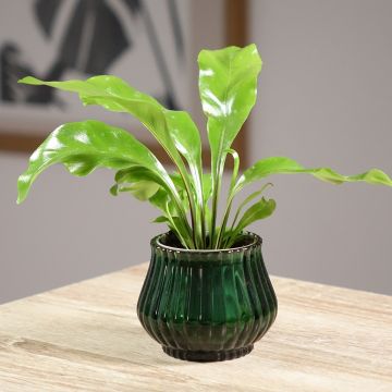 Asplenium nidus - Bird's nest fern