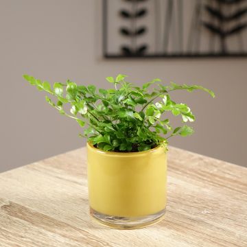 Asplenium Parvati - Mother fern