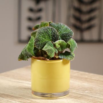 Begonia solimutata 'Soli Mutata' - Bégonia Soli Mutata, Bégonia Soli-Mutata