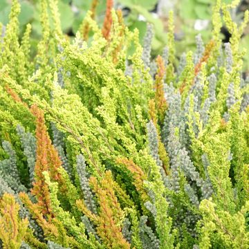 Calluna vulgaris Garden Girls Sunset Fire - Heather