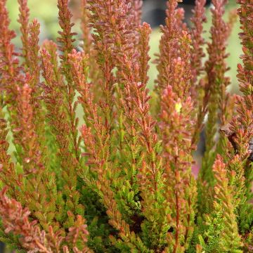 Calluna vulgaris Garden Girls Zorina - Heather Calluna vulgaris Garden Girls Zorina - Heather