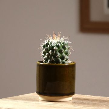 Mammillaria baxteriana - Cactus