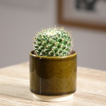 Mammillaria marksiana - Cactus