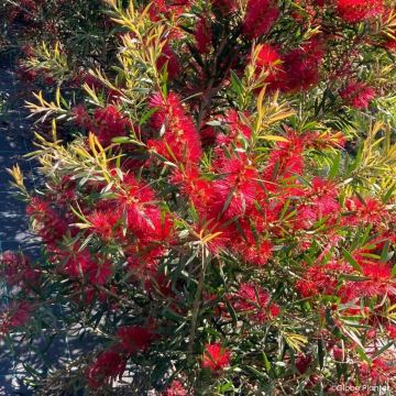 Callistemon viminalis Outback Flame® - Bottlebrush