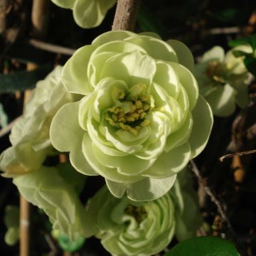 Chaenomeles speciosa Kinshiden - Flowering Quince