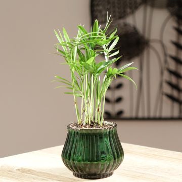 Chamaedorea elegans  - Palmier des montagnes, Palmier nain d'appartement