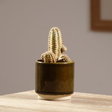 x Chamaelobivia Paolinae - Cactus