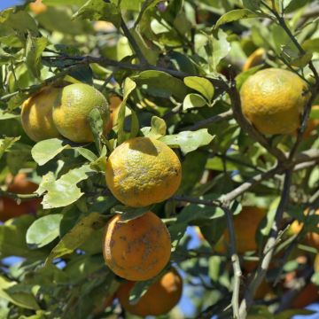 Citrus Volkameriana - Bitter Lemon Citrus Volkameriana - Bitter Lemon