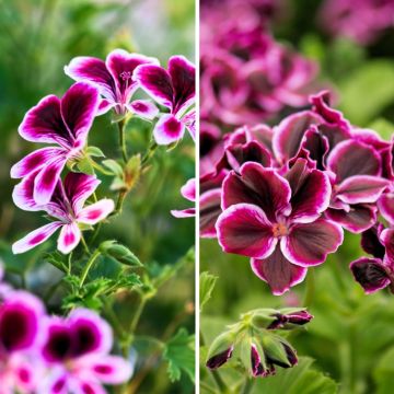 3 scented geraniums - Pelargonium
