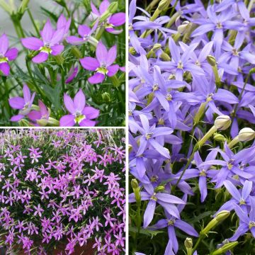 Collection of Three Laurentia (Isotoma)
