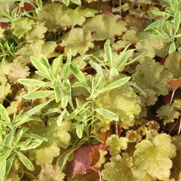 Composition Hidden Treasure - composition de 3 plantes Composition Hidden Treasure - composition de 3 plantes