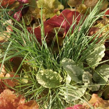 Composition Sunkissed - composition de 4 plantes Composition Sunkissed - composition de 4 plantes