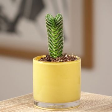 Crassula pyramidalis × C. perfoliata var. falcata 'Buddha's Temple' - Crassula Temple de Bouddha