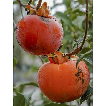 Diospyros kaki Cioccolatino - Persimmon Diospyros kaki Cioccolatino - Persimmon