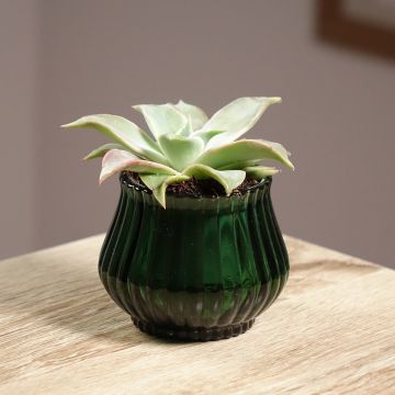 Echeveria  'Madiba' - Echeveria hybride Madiba