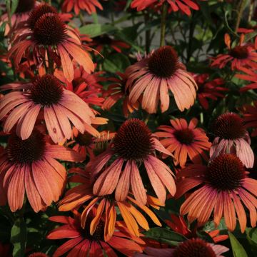 Echinacea Julia - Purple Coneflower