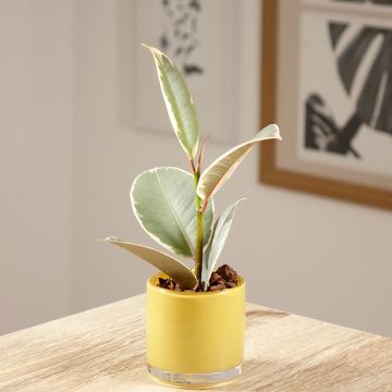 Ficus elastica Tineke - Rubber plant Ficus elastica Tineke - Rubber plant