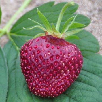 Strawberry Cherry Berry - Fragaria ananassa