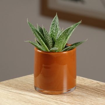 ×Gasteraloe (Aloe aristata × Gasteria carinata var. verrucosa) 'D. Delta'
