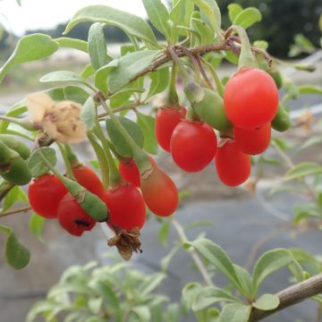 Gojidelys - Lycium barbarum Gojidelys - Lycium barbarum