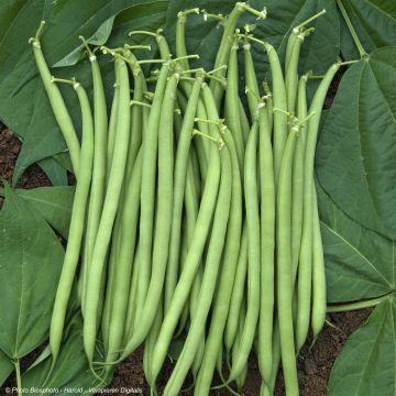 Common Bean Castandel