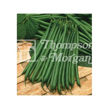 Dwarf Bean with Boston string