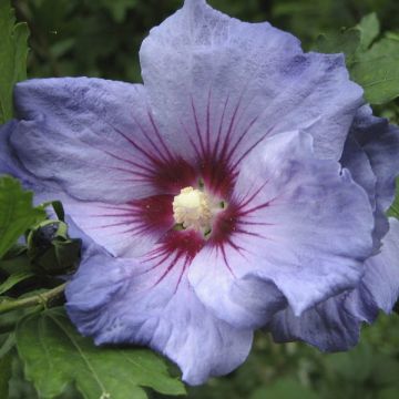 Hibiscus syriacus Oiseau Bleu - Rose of Sharon Hibiscus syriacus Oiseau Bleu - Rose of Sharon