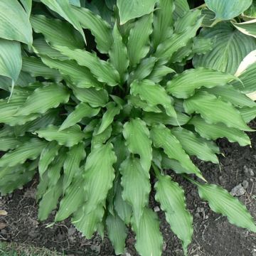 Hosta Atomic Elvis
