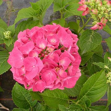 Hydrangea macrophylla Glowing Ambers