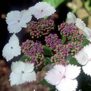 Hydrangea macrophylla Nadeshiko