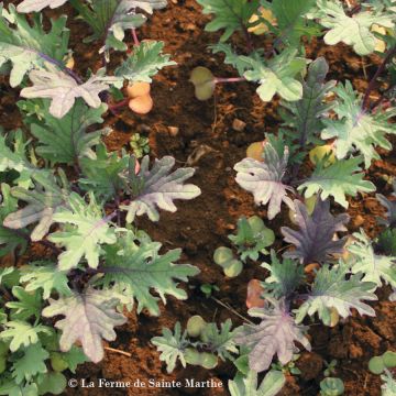 Tatsoi - Brassica campestris subsp. narinosa