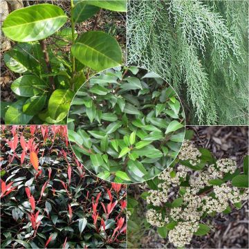 Varied Evergreen Eco Hedge Collection