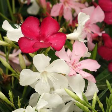 Nerium oleander three-colour pot