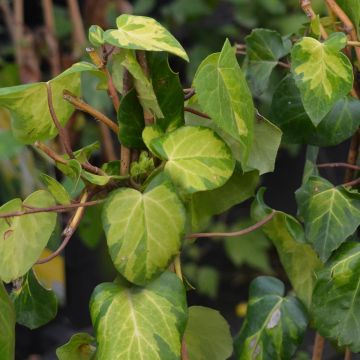 Hedera colchica 'Sulphur Heart'