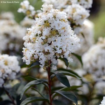 Lagerstroemia Enduring White - Crape Myrtle