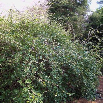 Lonicera fragrantissima - Winter Honeysuckle