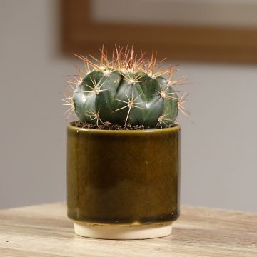 Melocactus azureus - Blue melon cactus