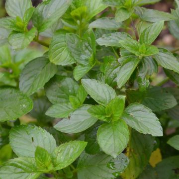 Mentha citrata Goût d'Orange