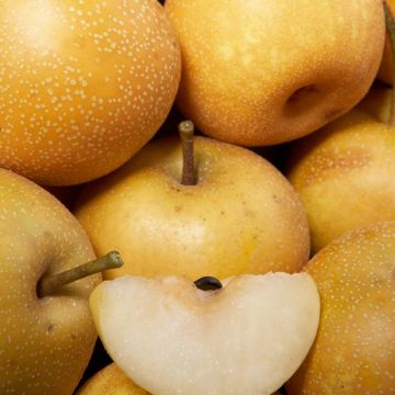 Nashi Hosui Abundance - Apple-Pear Nashi Hosui Abundance - Apple-Pear