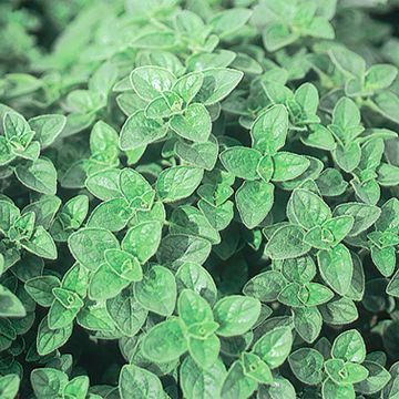 Origanum vulgare 