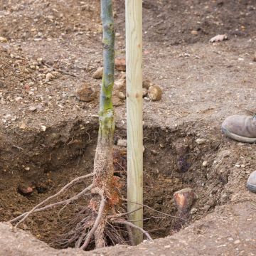 Promesse de Fleurs' anti-waste fruit trees basket