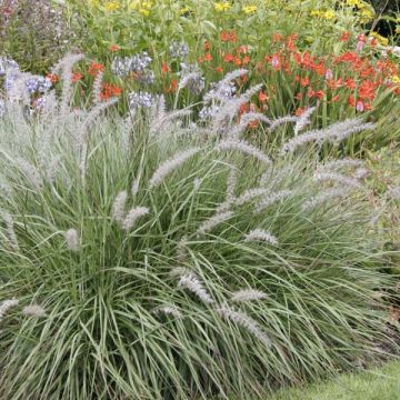 Feather grass - Pennisetum Orientale