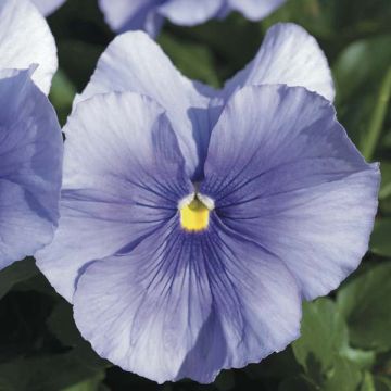 Light Blue Medium Flowered Pansy Plug Plant Light Blue Medium Flowered Pansy Plug Plant