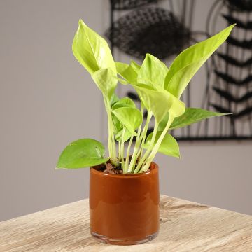 Philodendron Neon