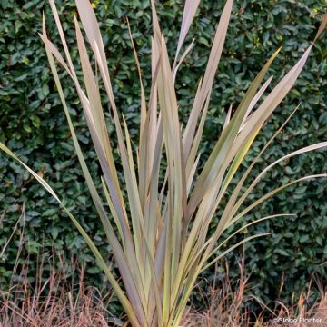 Phormium Pink Blush - New Zealand flax