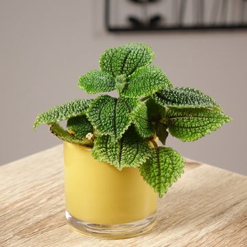 Pilea ovalis Moon Valley